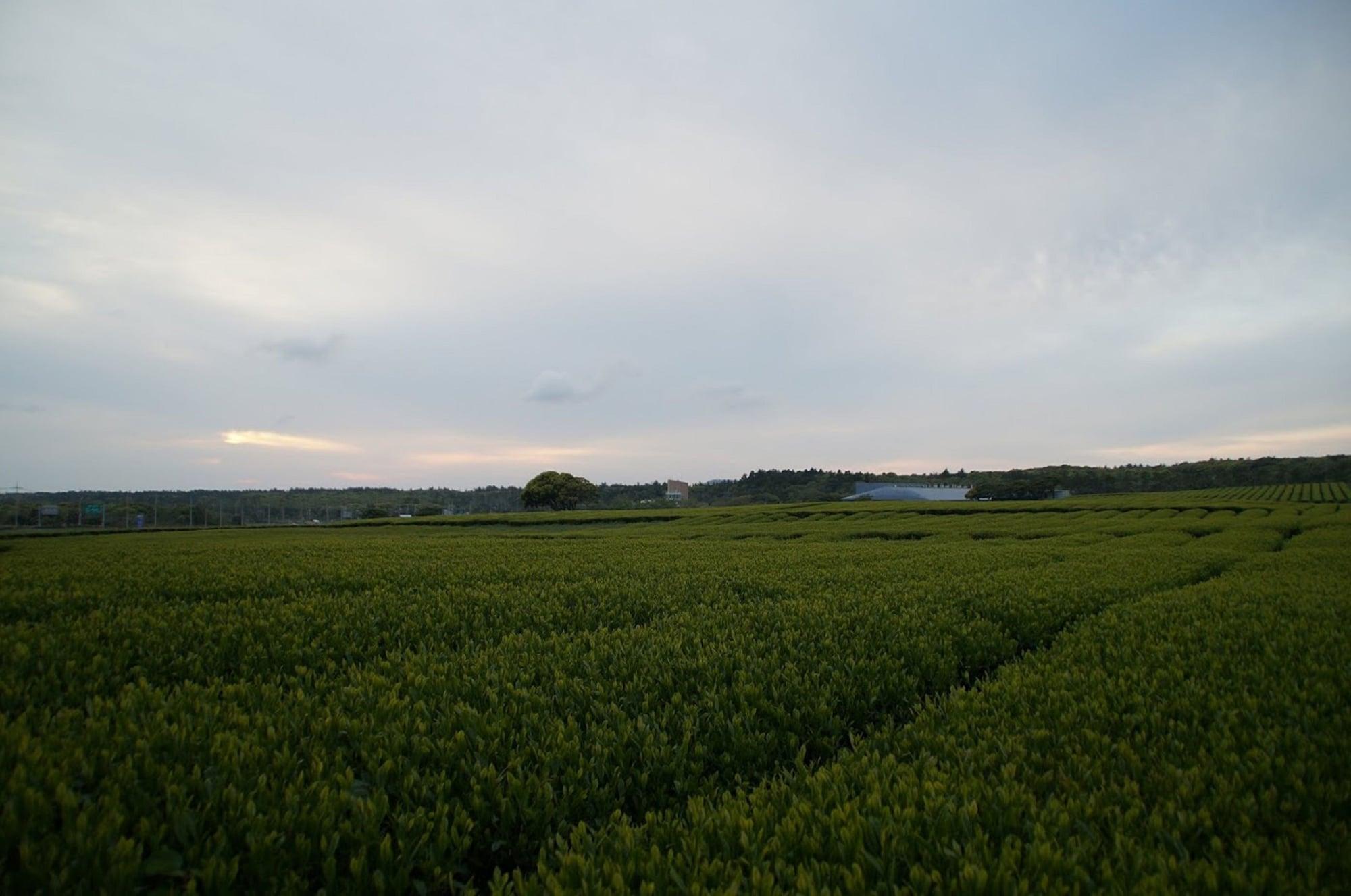 Jeju Aerospace Hotel Seogwipo Luaran gambar